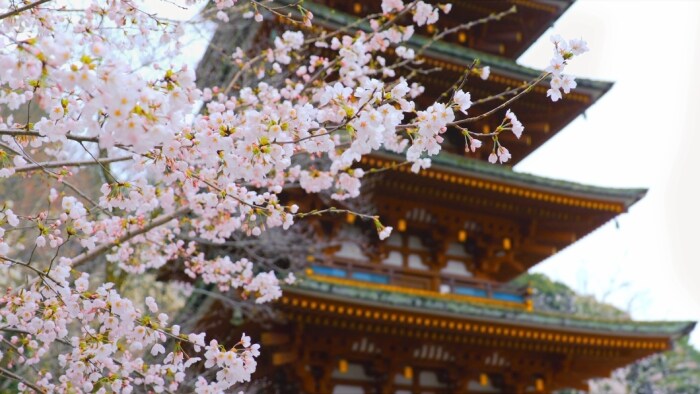 Japanese blossom gallery image1