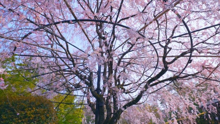 Japanese blossom gallery image3
